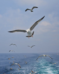 seagull on a background beautiful sky