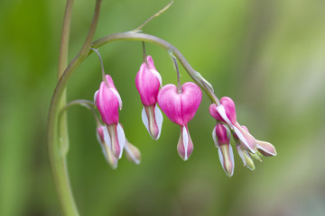 Bleeding Hearts flowers