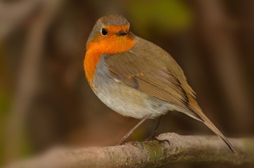 European Robin (Erithacus rubecula) looking in camera