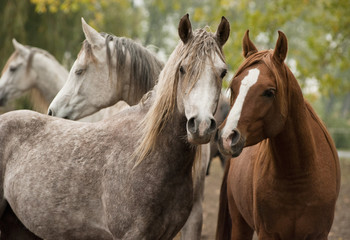 horses