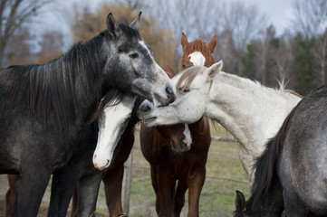 Horses