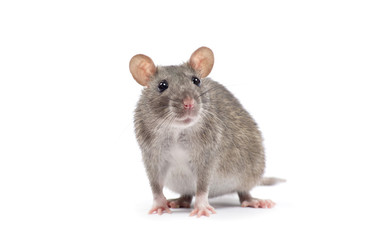rat