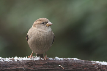 Bird (housesparrow) in the snow