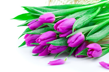Pink tulips on white background (with sample text)