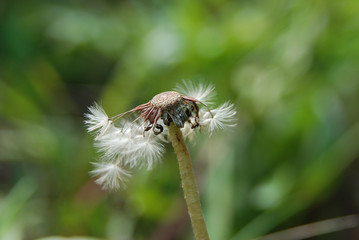 dandelion