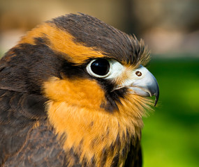 Aplomado Falcon head shot