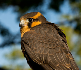 Aplomado Falcon looks over its shoulder