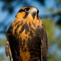 Aplomado Falcon beauty shot