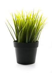 grass in pot