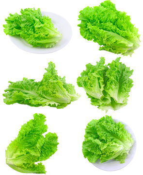 Collage Leaf of lettuce on white . Isolated