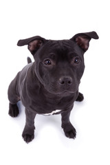 Friendly Pit bull dog