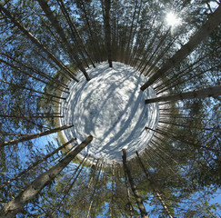 Winter forest, abstract view (little planet)