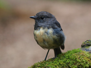 New Zealand Robin