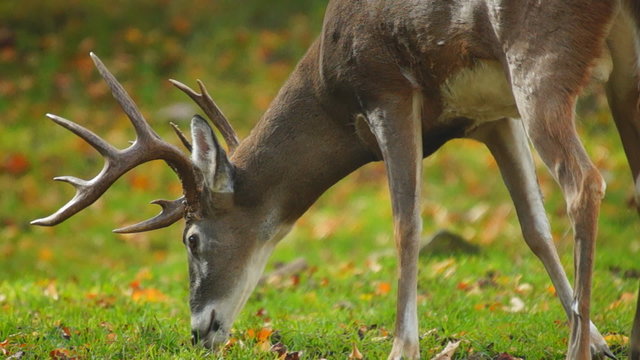 Whitetail Buck Eating Leaves