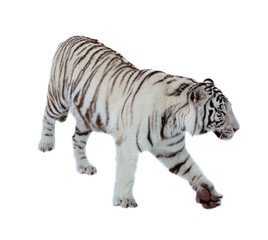 Fototapeta na wymiar Objazdowe biały tygrys