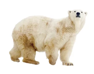 Zelfklevend Fotobehang Ijsbeer ijsbeer. Geïsoleerd over wit