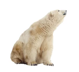 Crédence de cuisine en verre imprimé Ours polaire ours polaire. Isolé sur blanc