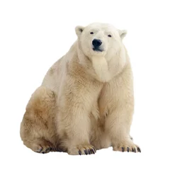 Abwaschbare Fototapete Eisbär Eisbär. Isoliert über weiß
