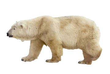 Papier Peint photo autocollant Ours polaire polar bear. Isolated over white