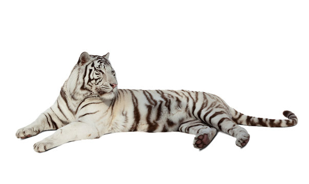 lying white tiger. Isolated  over white