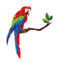 colorful parrot