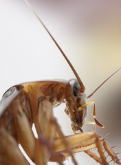 cancrelat, blatte, cafard