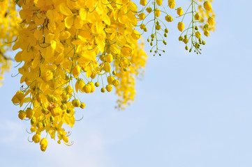 Golden Shower tree