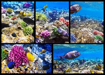 Coral and fish in the Red Sea. Egypt. Collage.