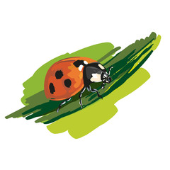 ladybird vector illustration