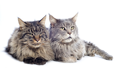 maine coon cats