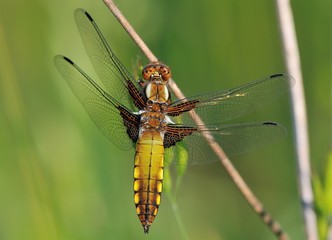 Libellula depressa