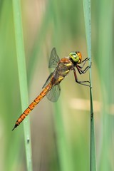 Aeshna isoceles