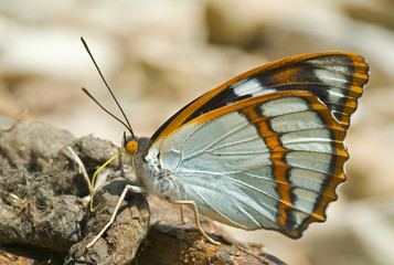 Butterfly (Apatura schrencki) 35