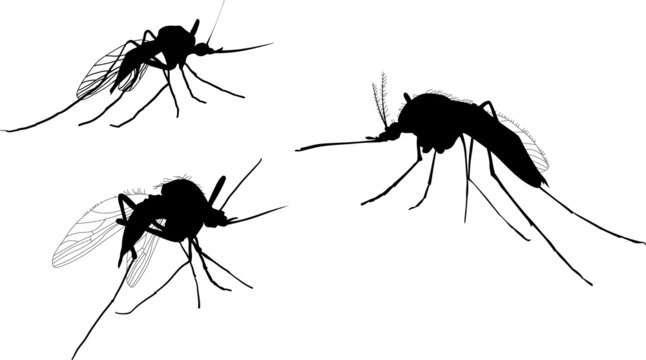 three mosquito silhouettes isolated on white