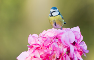 Blue tit on a hydrangea flower