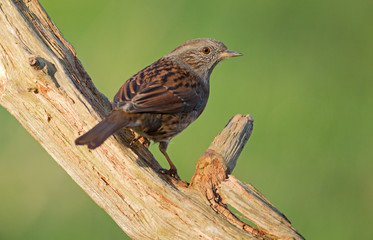 Dunnock in a tree