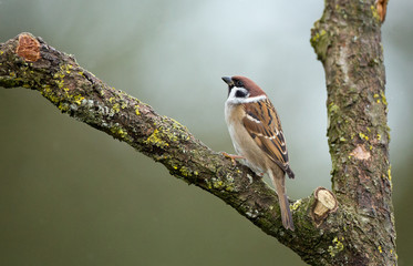 Tree sparrow