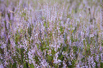 Heidekraut (Calluna vulgaris)