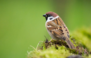 Naklejka premium Tree sparrow