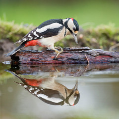 Great spotted woodpecker on a bark in a pond with a reflection - obrazy, fototapety, plakaty