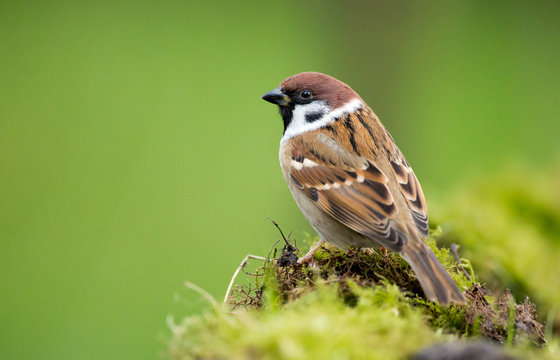 Tree sparrow