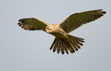 Common Kestrel in flight