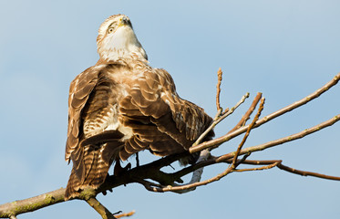 Buzzard cleans the feathers