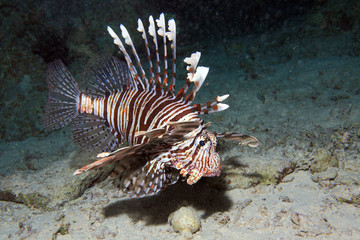 Diving in the Red Sea