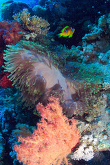 Diving in the Red Sea