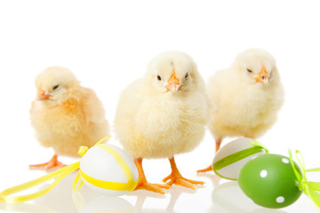Naklejka premium baby chicken and easter eggs on white