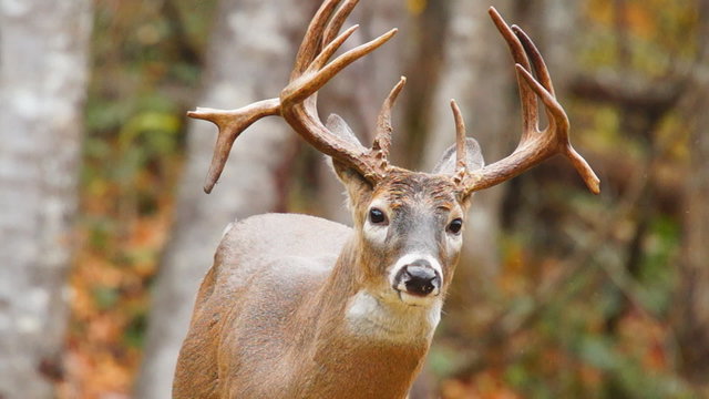 Mautre NonTypical Whitetail Deer
