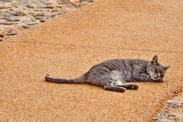 Grey cat sleeping on the pavement