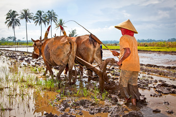 Javanese paddy farmer plows the fields the traditional way - obrazy, fototapety, plakaty