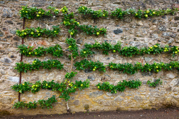 Horizontal espalier apple tree © Dmitry Naumov